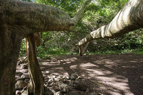 Bodhiboom Hawaii