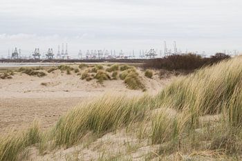 Vue de la 2e Maasvlakte depuis la plage d'Oostvoorne