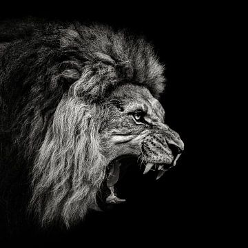 Roaring Lion # 2, Christian Meermann von 1x