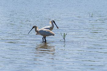 Lepelaar kunst in Oostvaardersplassen