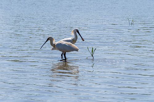 Spooner art in Oostvaardersplassen