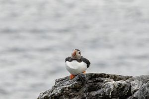 Macareux moine (Fratercula arctica).