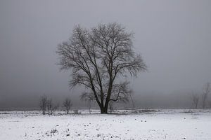 a winter landscape
