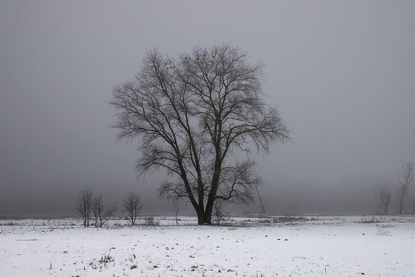 a winter landscape van Koen Ceusters