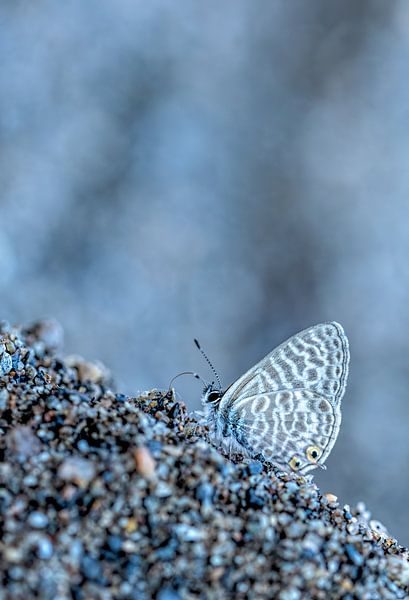 Small tiger blue by Mariëro Fotografie