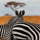 Zèbres dans le parc national du Tarangiré, Tanzanie. par Alida Stuut Aperçu