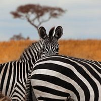 Zebra's in het Tarangire National Park, Tanzania.