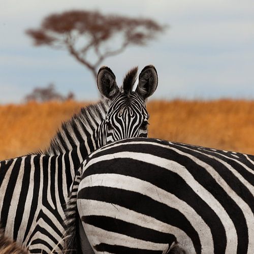 Zebras im Tarangire-Nationalpark, Tansania.