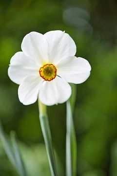 Narcissus poeticus var. Recurvus (Dichtersnarcis) - Stinzenplant sur Sara in t Veld Fotografie