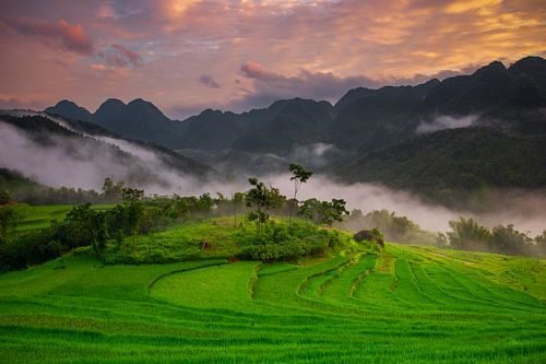 De Prachtige Rijstvelden van Pu Luong, Vietnam