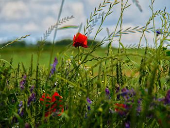 Un bouquet champêtre du Limbourg
