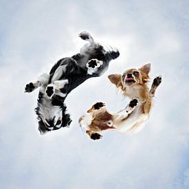 Yin Yang Chihuahuas from below by gea strucks