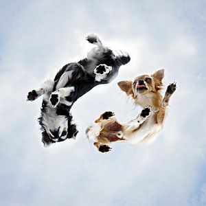 Yin Yang Chihuahuas von unten