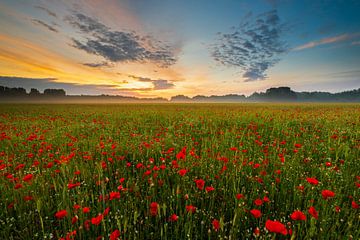 Poppies sea