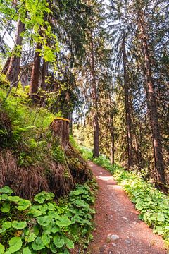 Grüner Waldweg in den Schweizer Bergen von Dafne Vos