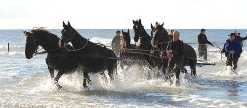 Paardenreddingsboot