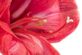 Amaryllis von voorDEfoto