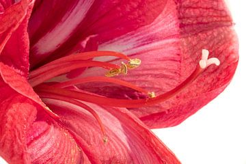 amaryllis by voorDEfoto