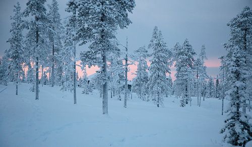 finse boslandschap van jaap vegter