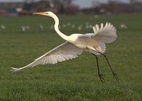 Flying Away