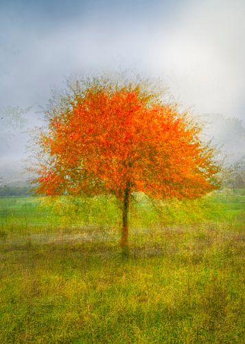 autumn squared 1