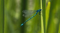 Blauwe waterjuffer