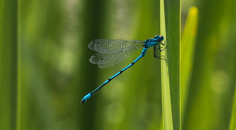 Blauwe waterjuffer par Cilia Brandts