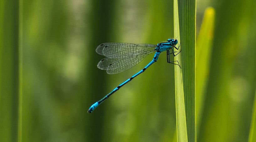 Blauwe waterjuffer van Cilia Brandts