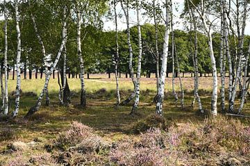 Blick auf Bäume und Heidekraut Planken Wambuis von Vrije Vlinder Fotografie