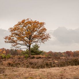 Herbst Ginkel-Heide von Nancy van Verseveld