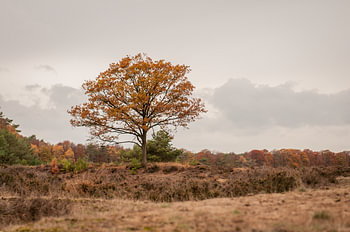 Herfst Ginkelse heide