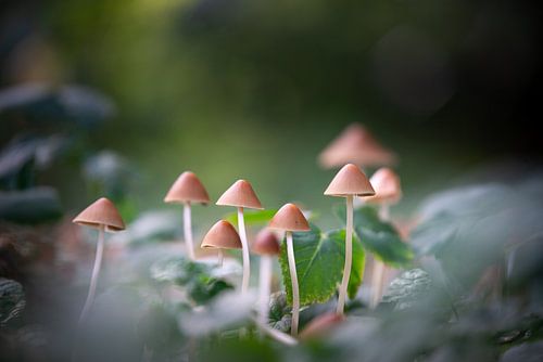 Chapeaux