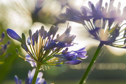 African lily, Cape Lily