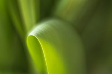 Grünes Blatt | Tulpe von Marianne Twijnstra