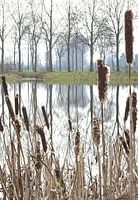 water riet 