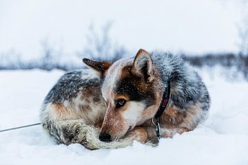 Opgekrulde husky in de sneeuw