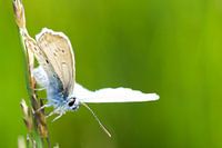 Holly Blue (Celastrina argiolus) on guard
