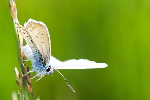 Boomblauwtje op wacht 