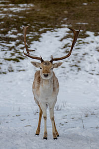 Posieren von Hirschen im Schnee #2