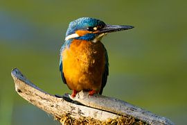 Eisvogel auf Ast von Gerwin Hoogsteen