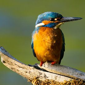 Kingfisher on branch by Gerwin Hoogsteen