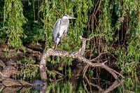 Blue Heron