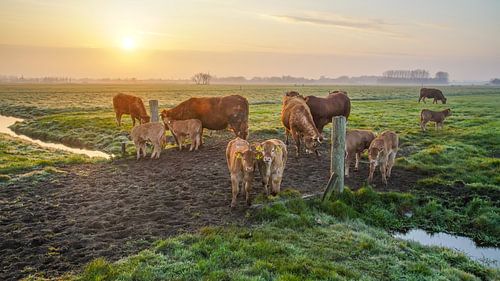 Het buitenleven met koeien