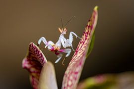 Photo of a young orchid mantis