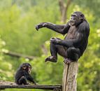 Maternal Caring: An Intimate Look at Chimpanzees in their Natural Habitat by Triki Photography thumbnail