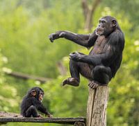 Maternal Caring: An Intimate Look at Chimpanzees in their Natural Habitat