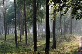 Sunset in the forest by Diantha Risiglione