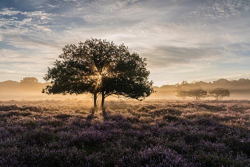 Morgenstond heeft goud in de mond op de Westerheide