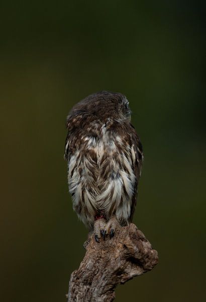 Tawny owl by Anne Marije Hoekstra