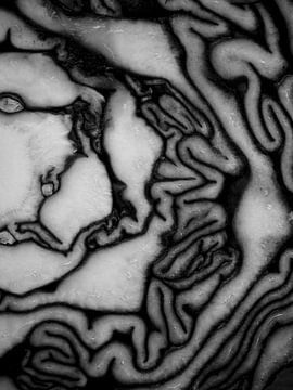 abstract red cabbage black and white by PO Fotografie